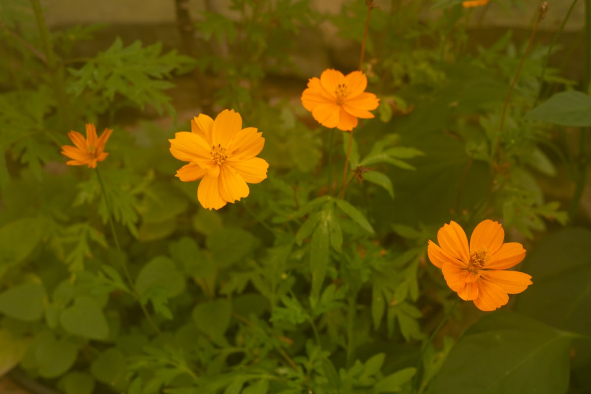 ‘Bright Lights’ Sulphur Cosmos (Cosmos sulphureus) by emma estelle chambers 