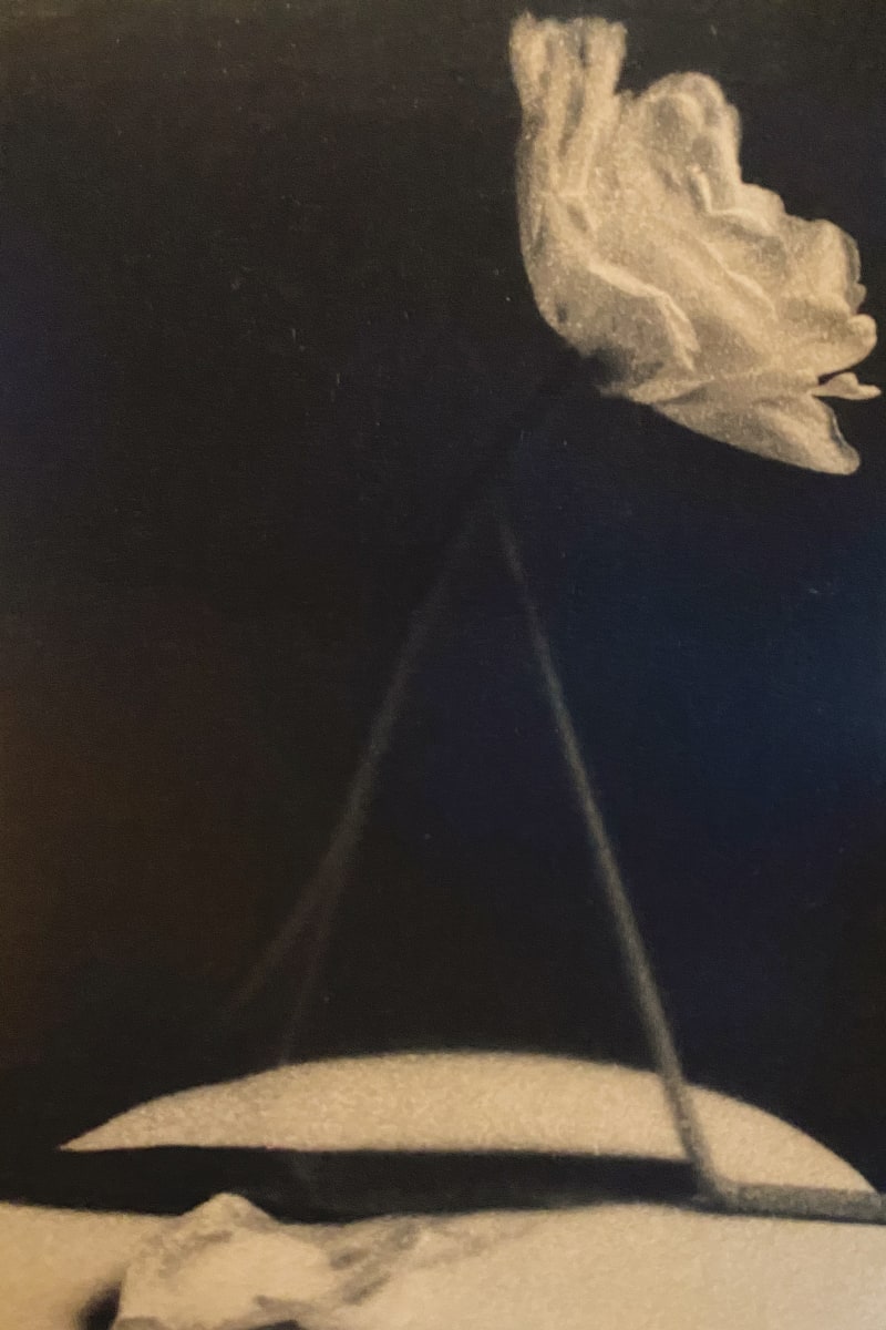 Straw and Flower by Dora Somosi   Image: Hand coated cyanotype contact print on Arches watercolor paper, toned with tannins. 