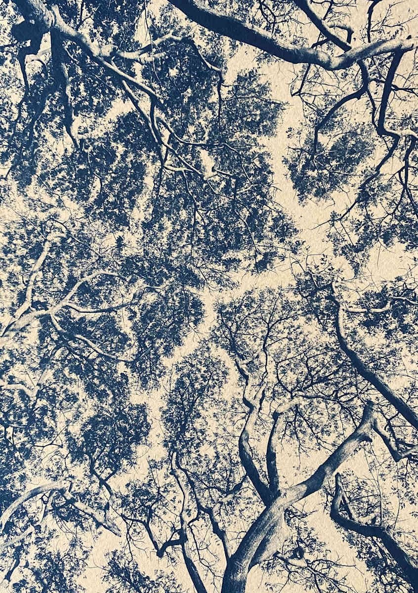 Albezia Trees, AP by Dora Somosi 