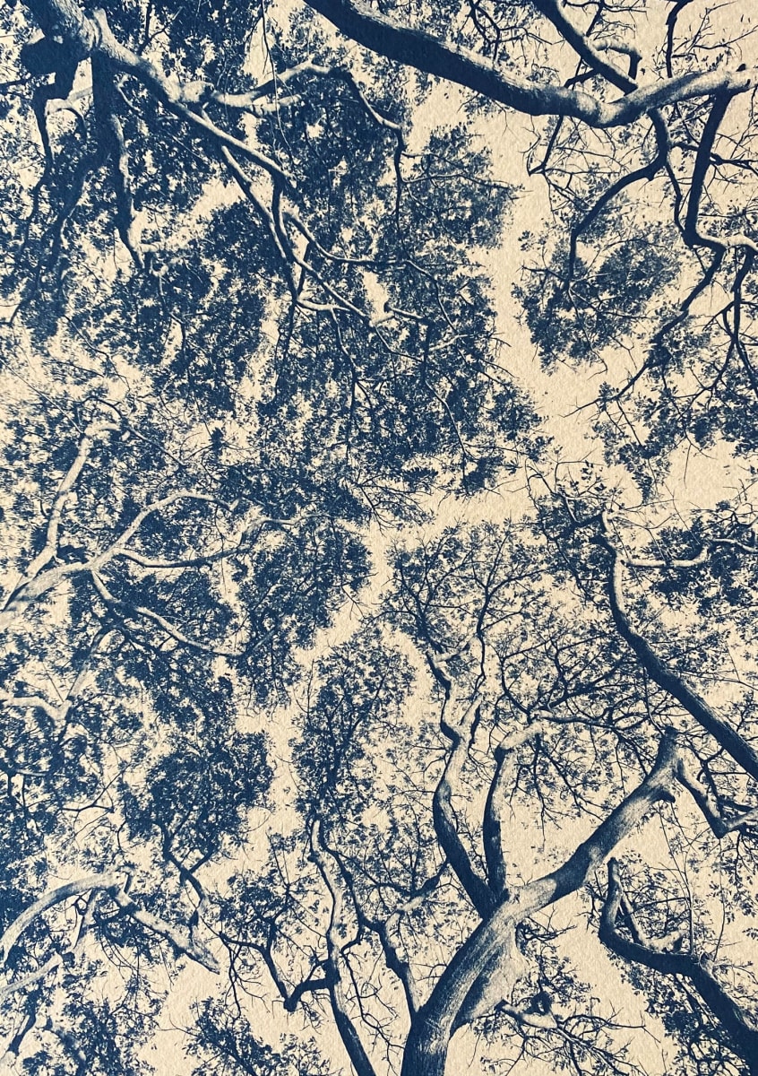Albezia Trees, AP by Dora Somosi, Image 1.