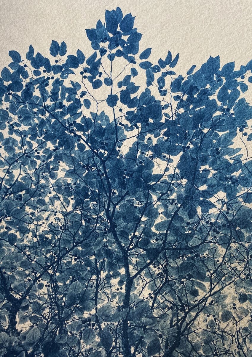 Mulberry Tree by Dora Somosi   Image: Mulberry Tree from She Was a Little Bit Blue Series hand coated and artist printed cyanotype