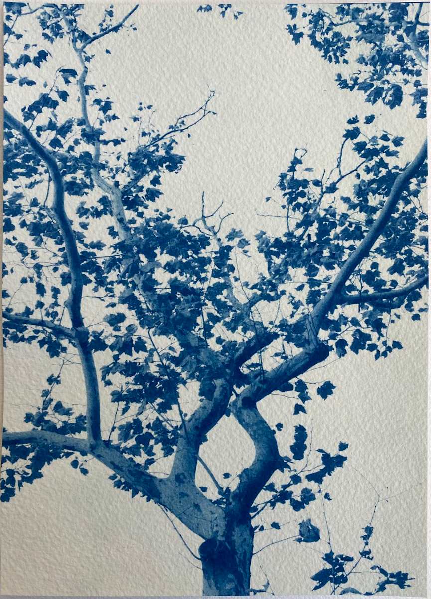 18.5 x 26 Edition of 5 2/5 by Dora Somosi 