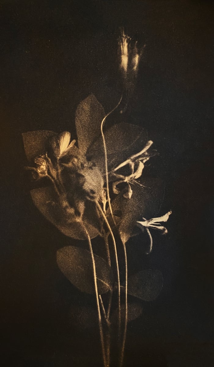 Wild Flowers from the Backyard Series, #1 by Dora Somosi  Image: Hand coated cyanotype on Arches watercolor paper, toned with tannin 