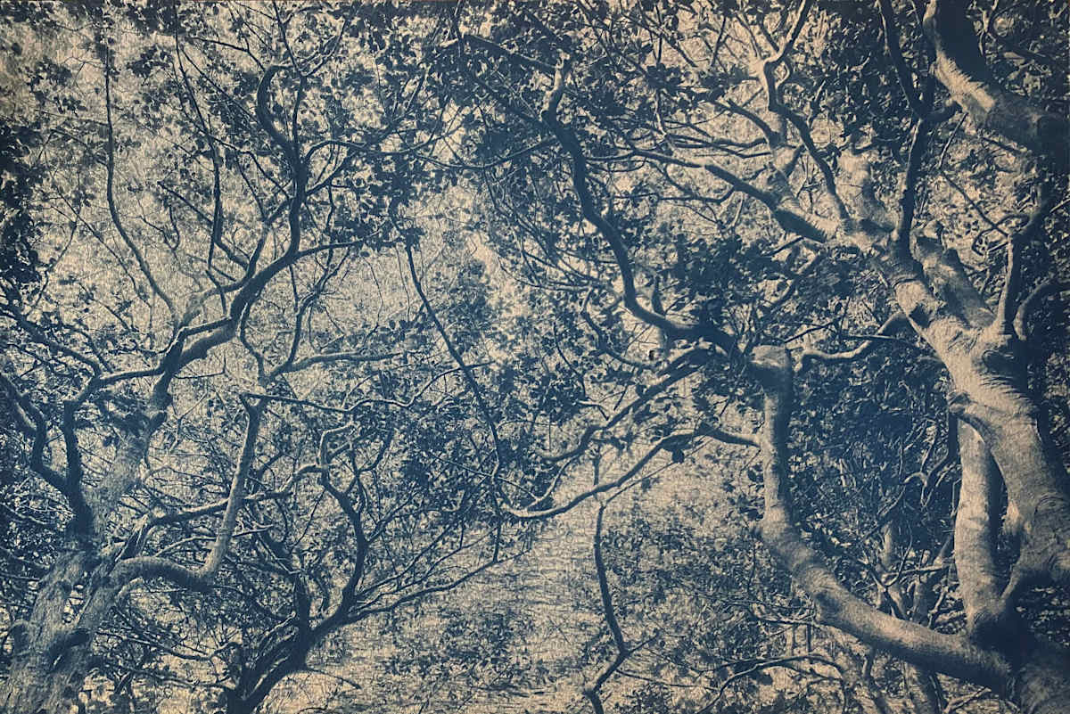 Sunken Forest, Edition 2 of 3 by Dora Somosi  Image: Sunken Forest, made in 9 parts 