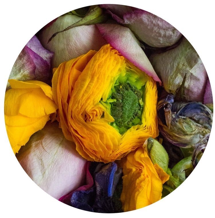 Floral Tondo #3, 17x17 Framed by Dora Somosi   Image: 17x17 Framed 
