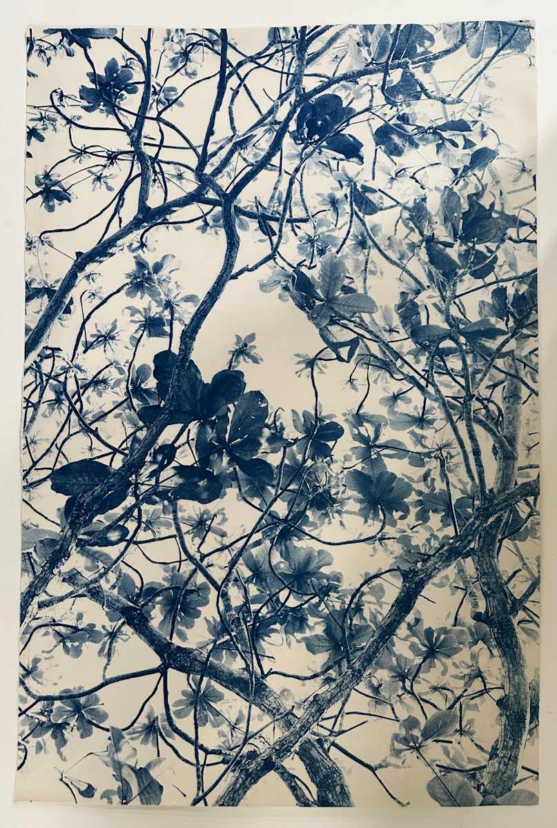 Kamani Tree, Edition 2 of 5 by Dora Somosi  Image: from the She Was a Little Bit Blue series 