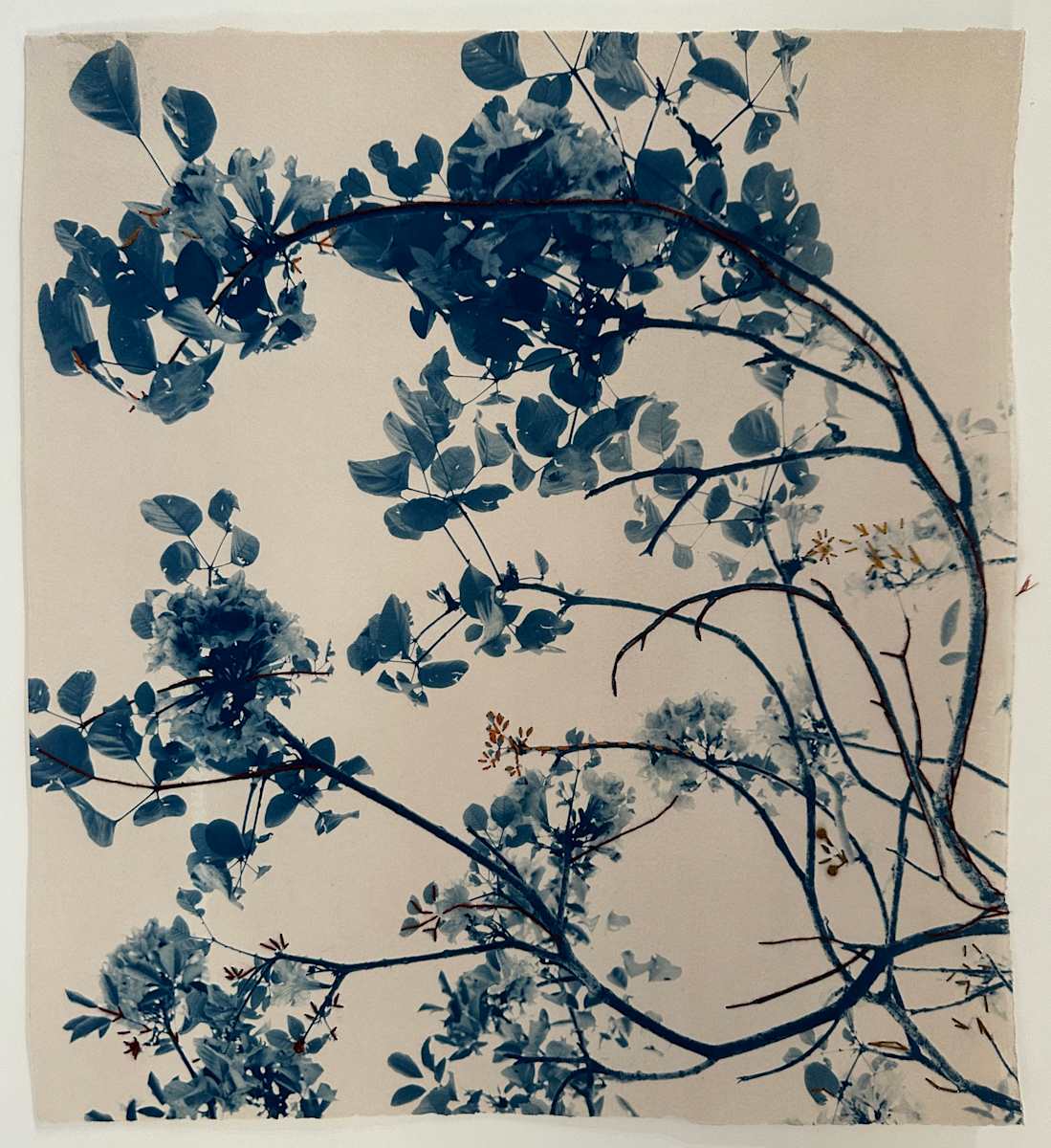 Mending Redbud by Dora Somosi  Image: Unique 