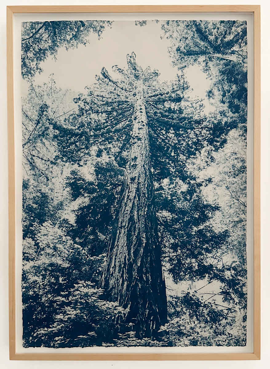 Framed: By Her Side: Josephine Clifford McCracken, Red Wood Trees, Edition 2 of 5 by Dora Somosi 