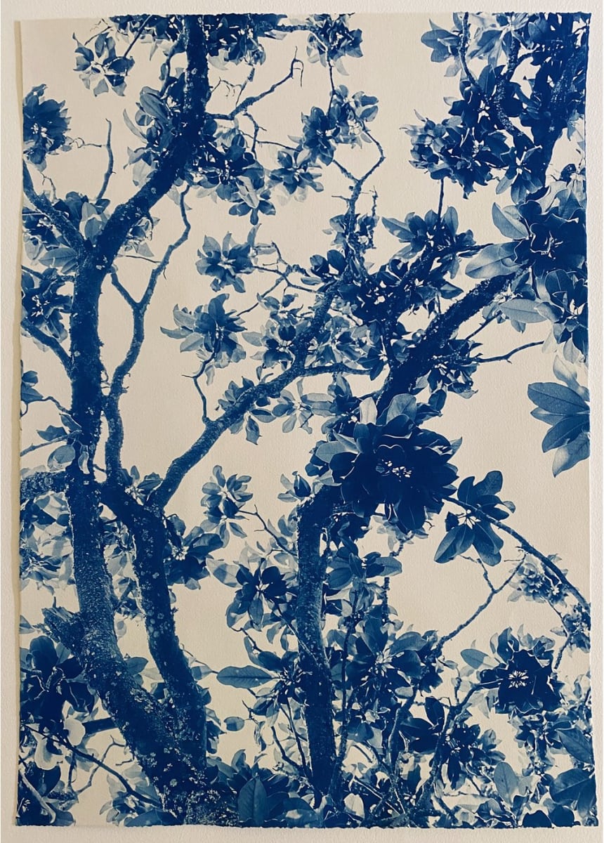 By Her Side, Imogen Cunningham by Dora Somosi   Image: Hand coated and artist printed cyanotype 