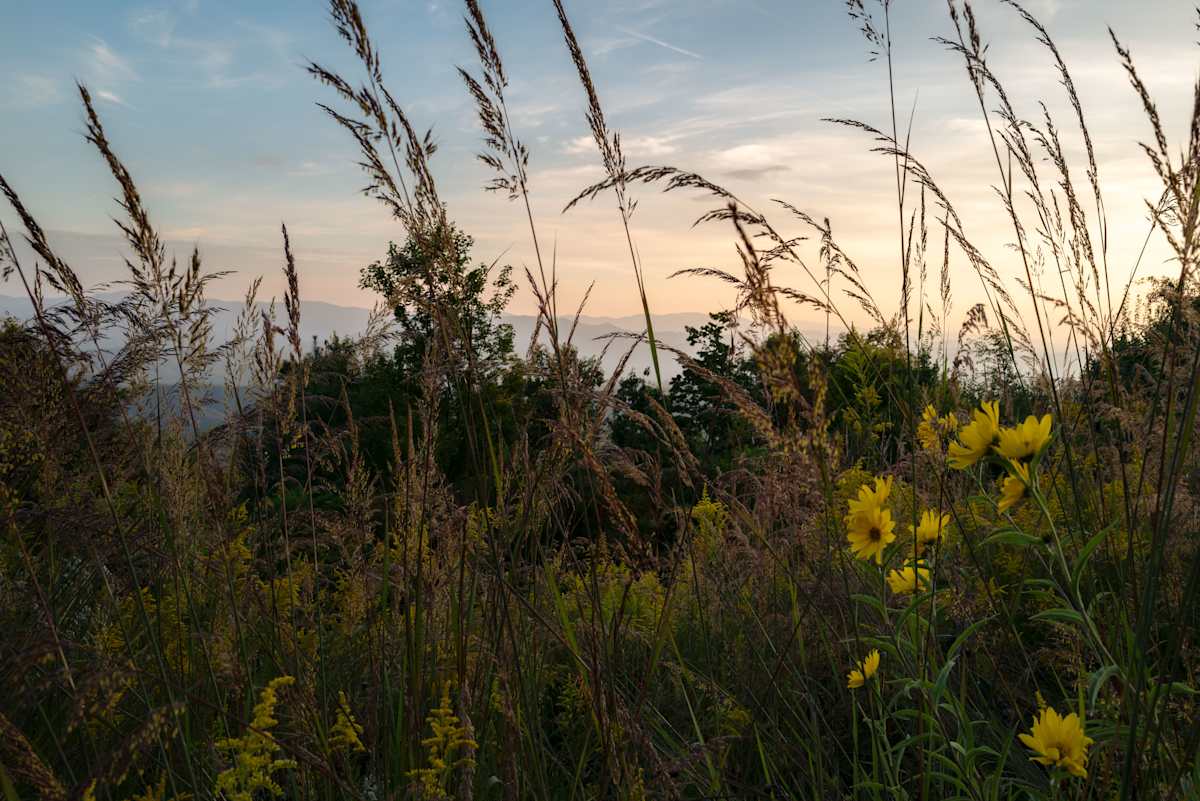 Wildflower, Blackberry Mountain, TN, 24 x 36 Edition 1 of 5 by Dora Somosi 
