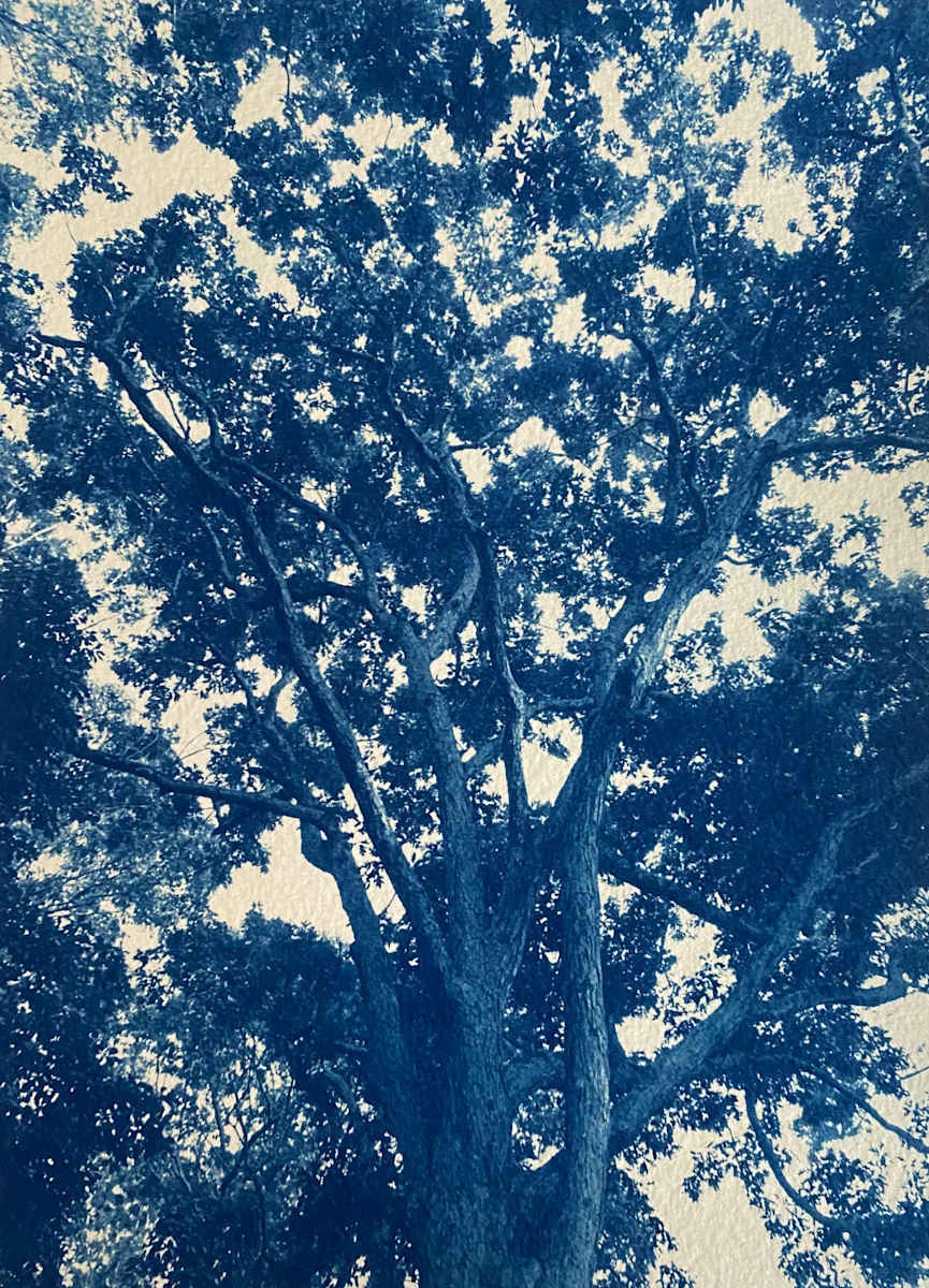 18.5 x 26, Edition of 5 5/5 by Dora Somosi 