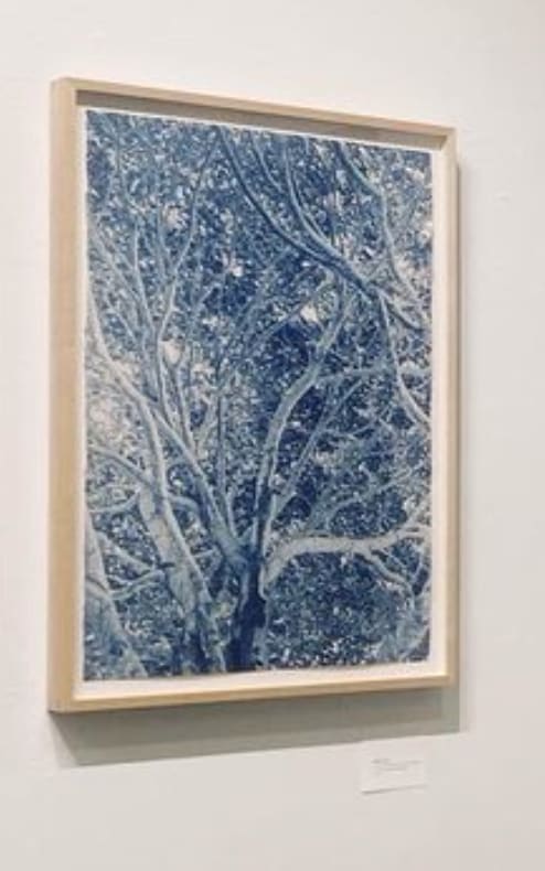 Banyan Tree, 2021 by Dora Somosi  Image: Hand coated cyanotype on Arches watercolor paper