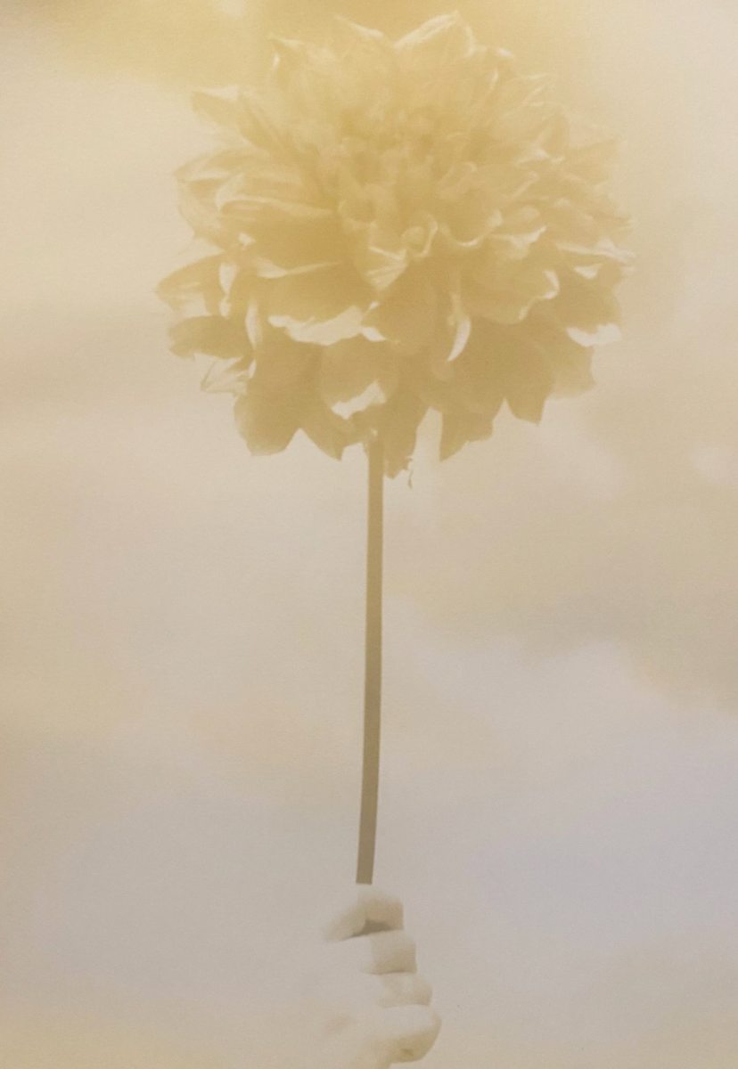 Dahlia by Dora Somosi 