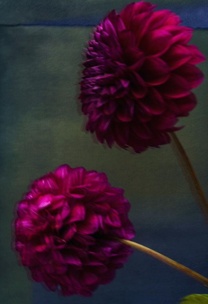 Dahlia's, Still Point #2 by Dora Somosi 