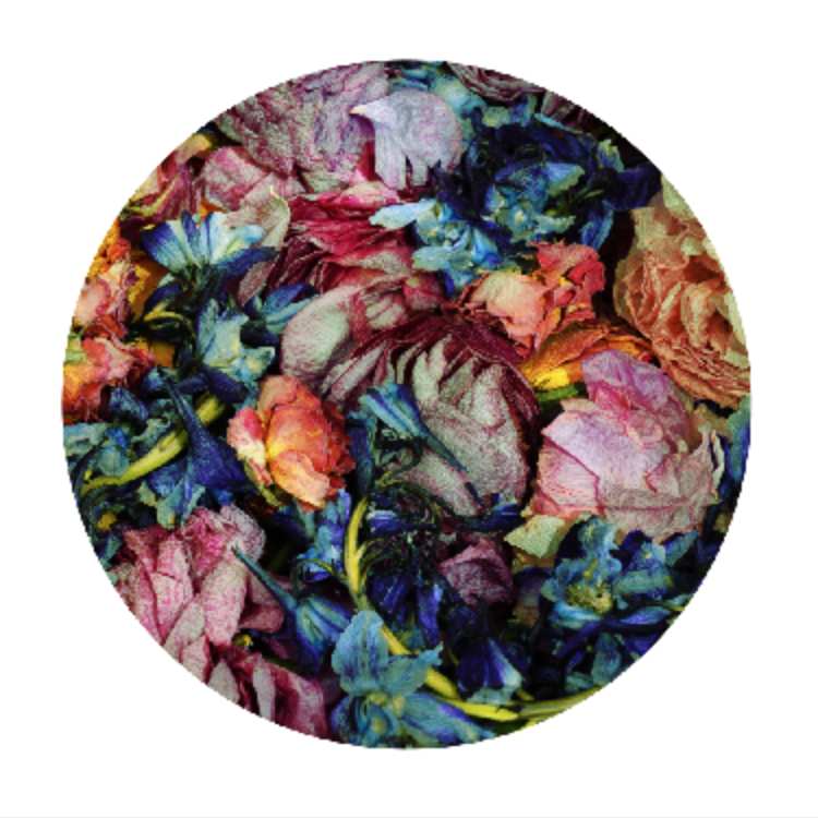 Floral Tondo # 7 by Dora Somosi  Image: Floral Tondo # 7, Editon 2 of 3 (pat of edition 50x50) 