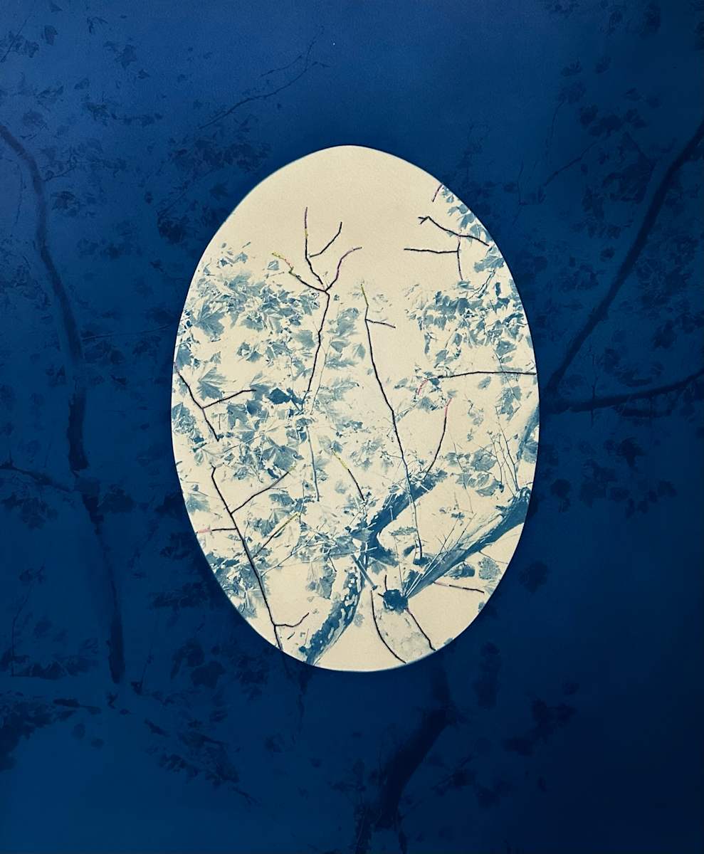 Mending London Plane, Unique by Dora Somosi  Image: double coated cyanotype with oval 