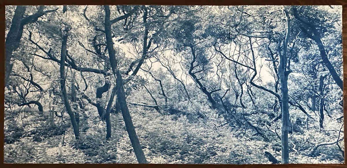 Sunken Forest (2), 3 panels 20 x 30 x 3 (full size is 30 x 60) Edition 2 of 5 by Dora Somosi 