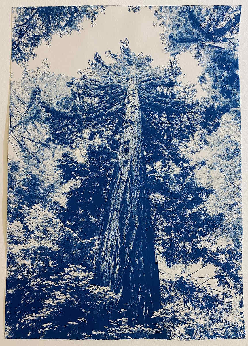 Josephine Clifford McCracken, By Her Side, (Red Wood Tree), Santa Cruz Mountains, CA (2022) Edition 1 of 5 by Dora Somosi  Image: Gift to Jennifer Kahrs