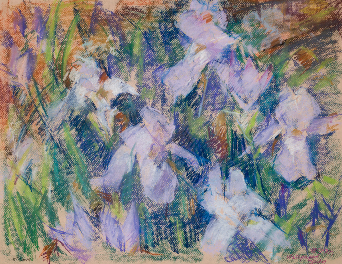 Iris Study by Miriam McClung 