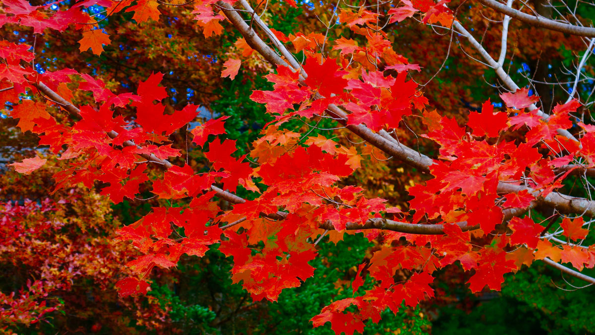 Maples Red Blaze by Alan Michel 