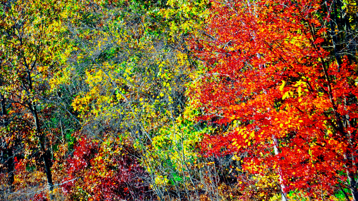 Roadside Blur by Alan Michel 
