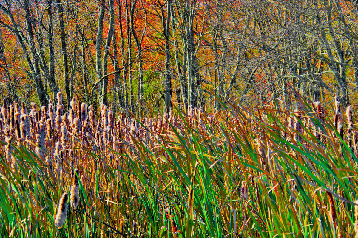 Tall Grasses by Alan Michel 