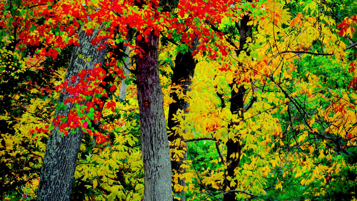 Dappled Yellows, Reds and Greens by Alan Michel 