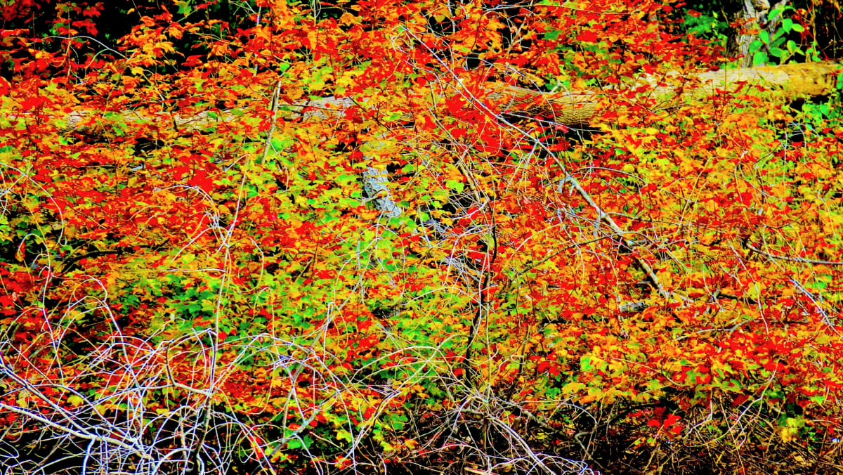 Fall Floor by Alan Michel 