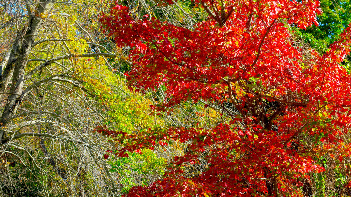 Shawsheen Swirl by Alan Michel 