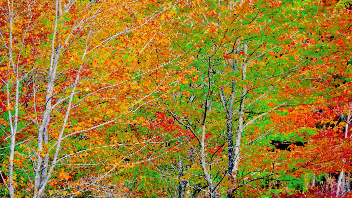 Fall Matrices by Alan Michel 