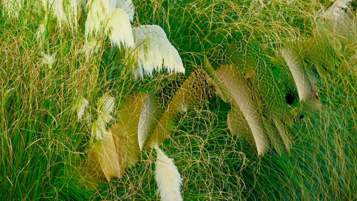 Grass, Flowers and Form by Alan Michel 