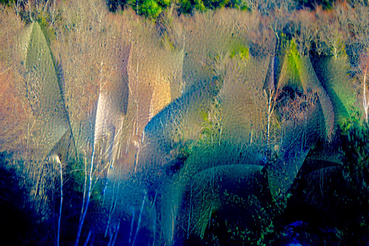 Field of Birch by Alan Michel 