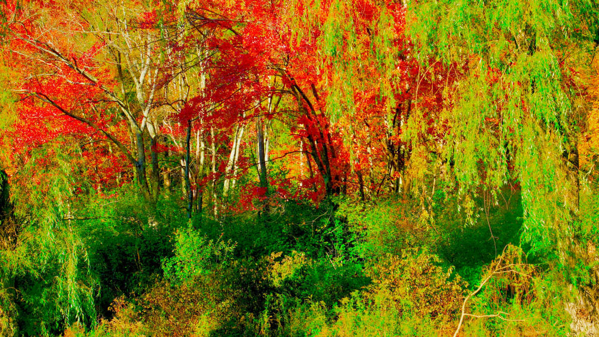 Willows and Reds by Alan Michel 
