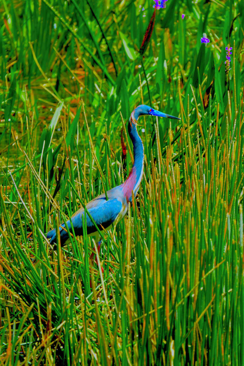 Tri Colored Heron by Alan Michel 