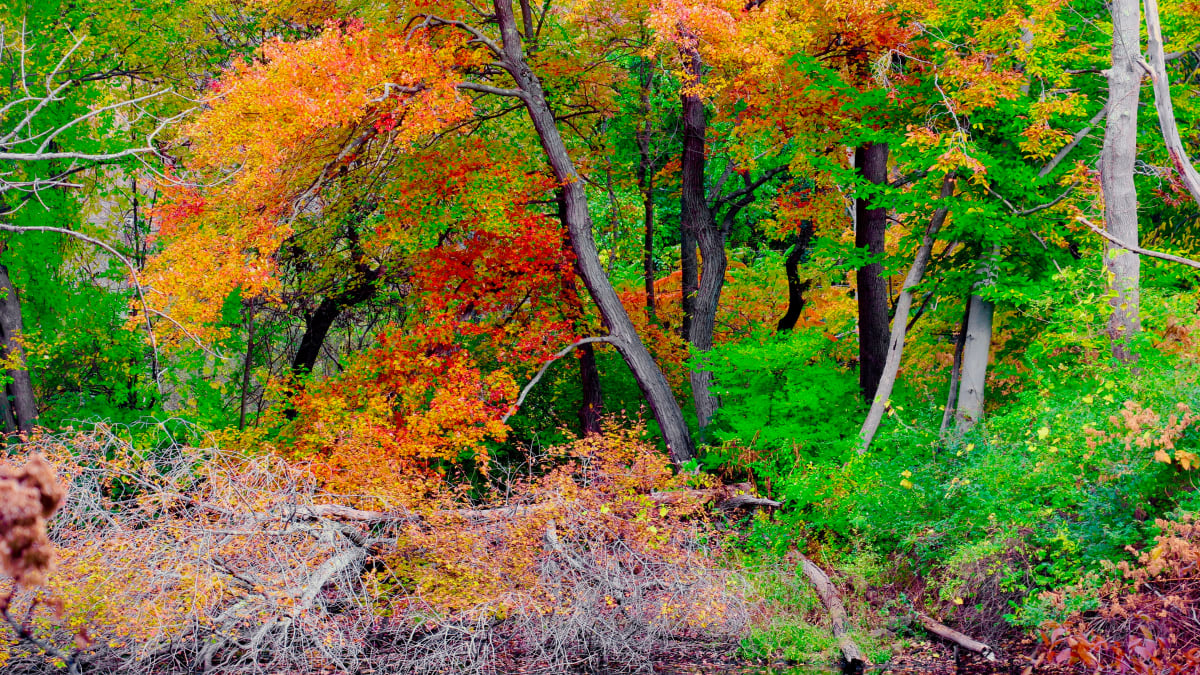 Fallen Branches 2 by Alan Michel 