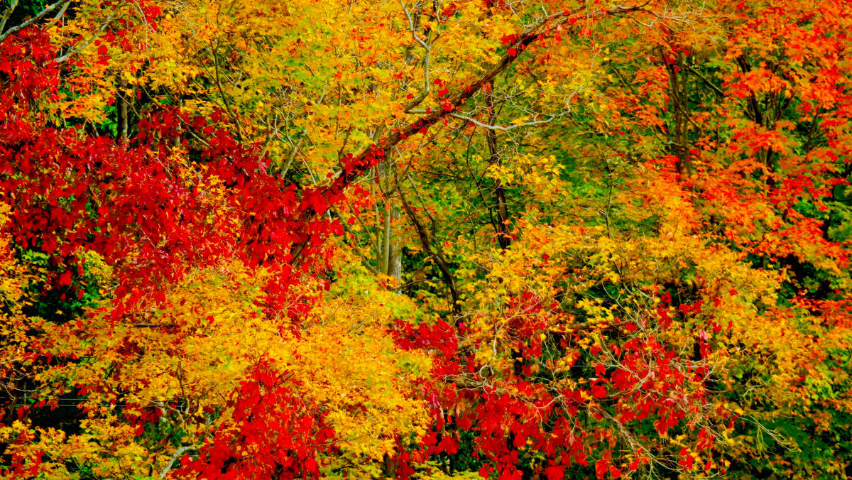 Far Corners -Reds and Yellows by Alan Michel 