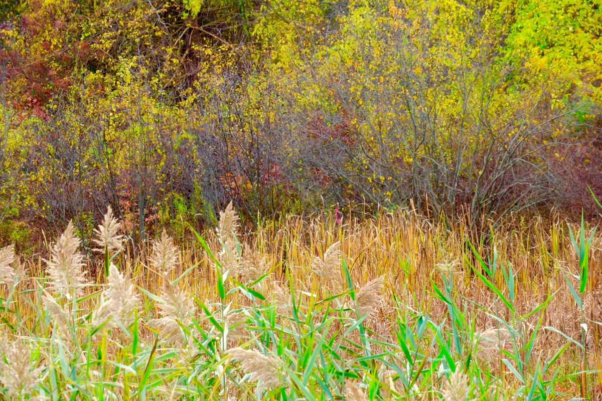 Fall Harvest by Alan Michel 