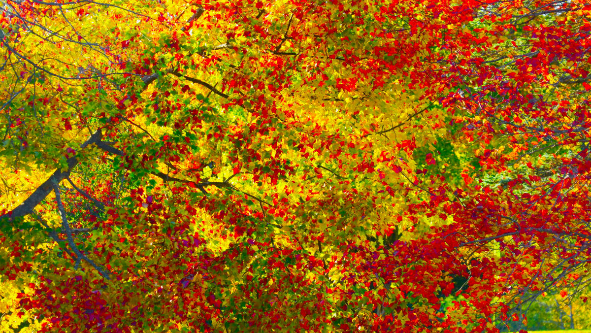 Red Yellows and Greens by Alan Michel 