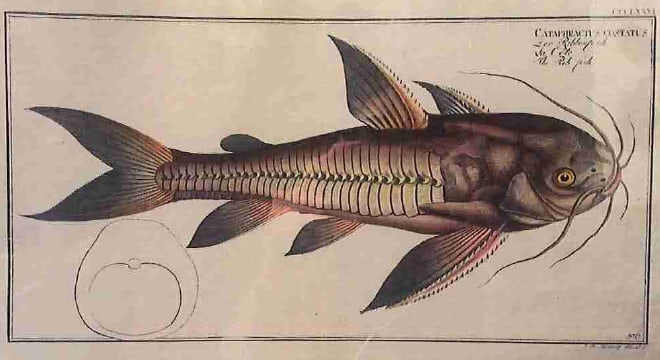 Cataphractus Costatus, The Rib-Fish 