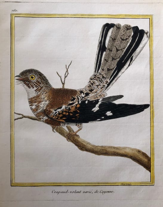 Crapaud Volant Varie de Cayenne by Francois-Nicolas Martinet 