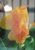 Fancy Canna, Hawaii by MB Looney 