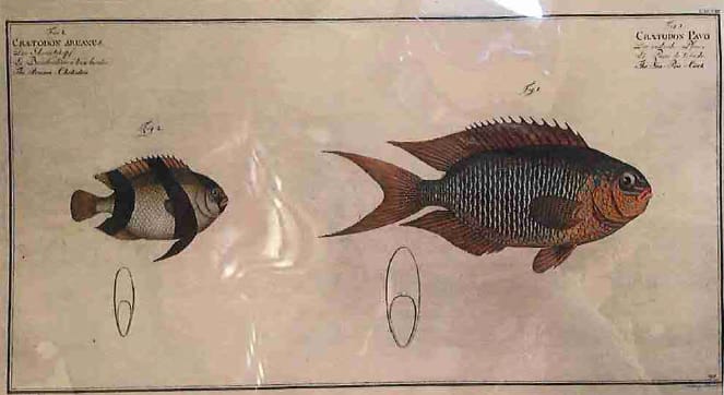Chaetodon Aruanus Fig. 2. (1) Chaetodon Pavo Fig. 1. (2), The Auruan-Chetodon (1) The Sea-Pea-Coc... 