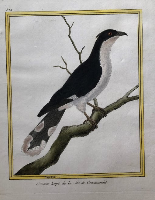 Coucou Hupe de la Cote de Coromandel by Francois-Nicolas Martinet 