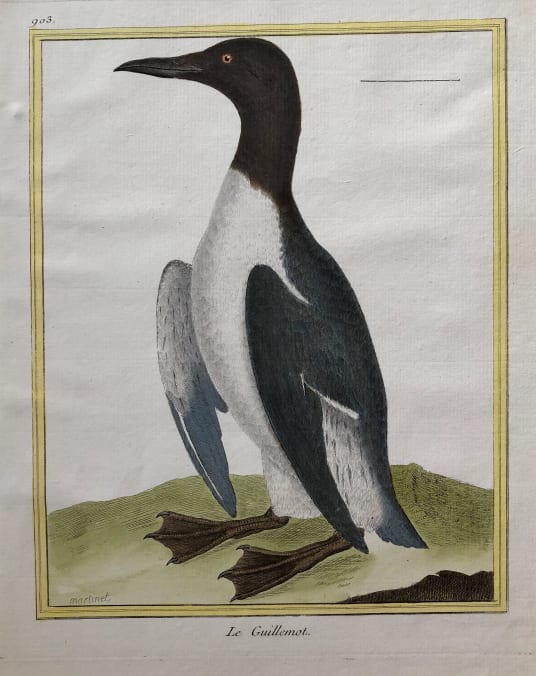 Le Guillemot by Francois-Nicolas Martinet 