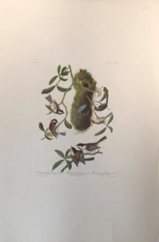 Chestnut Backed Titmouse 
