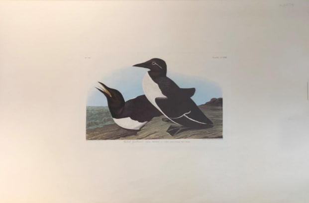 Feelich Guillemot 