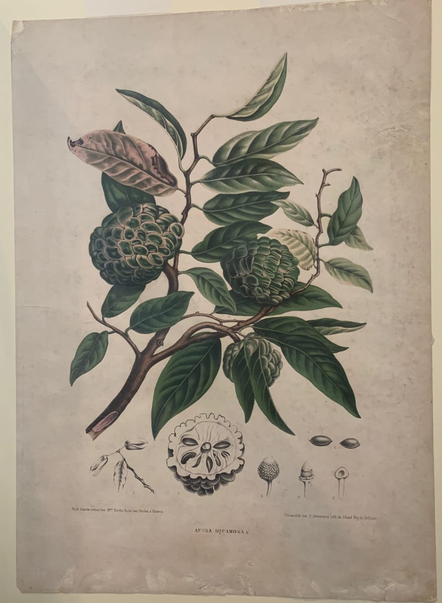 Annona Squamosa by G Severeyns 