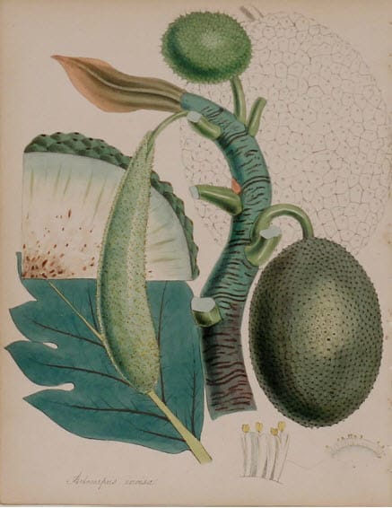 Avlocarpus Incise by MA Burnett 