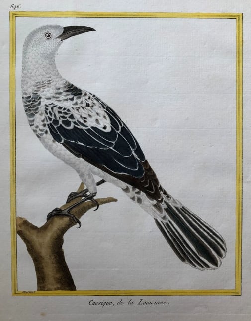 Cassique de la Louisiane by Francois-Nicolas Martinet 