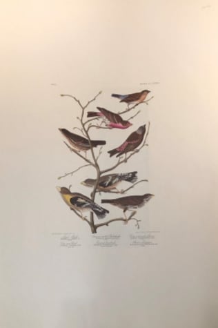 Lazuli Finch 